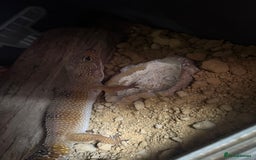 Leopard Gecko reptiles for sale: leopard gecko  - Image 2