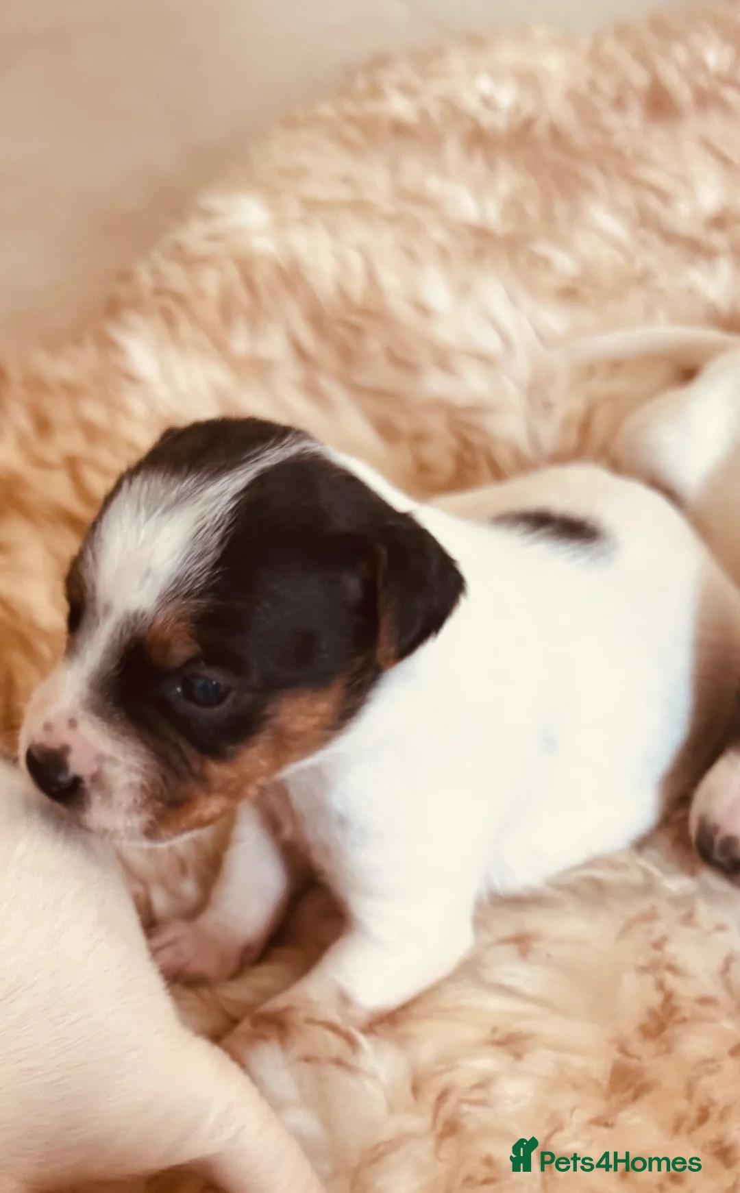 Mixed Breed dogs for sale: Beautiful parson jack Russells - Advert 2