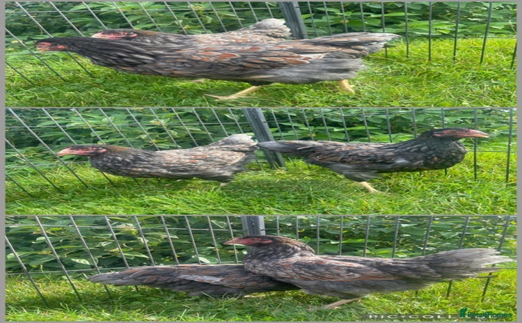 Chickens poultry - Advert 2