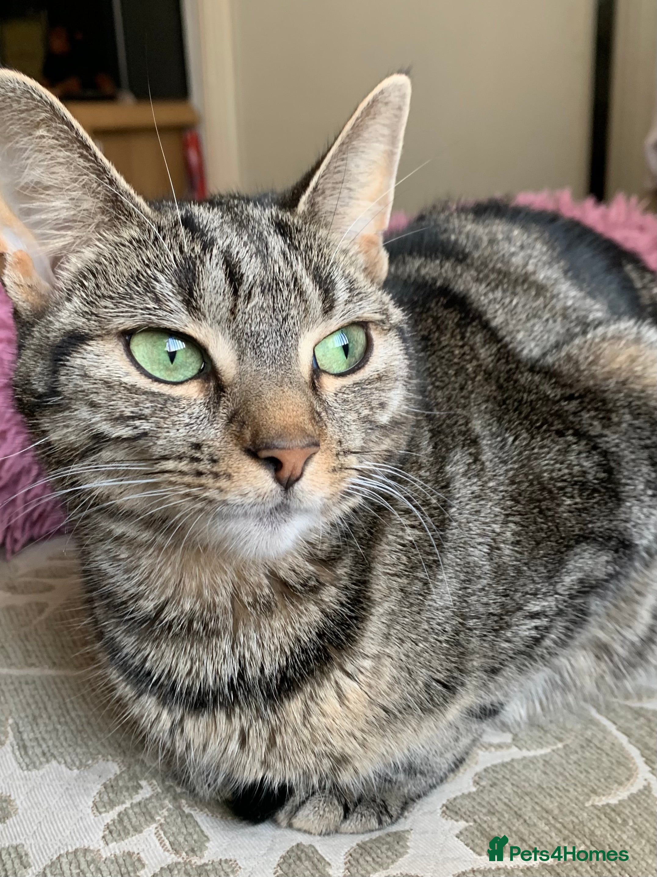 Mixed Breed cats Kittens 10 weeks ready to go - Advert 2