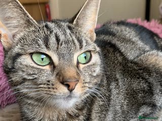 Mixed Breed cats Kittens 10 weeks ready to go - Advert 1