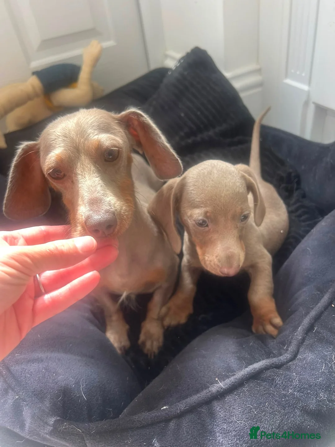 Miniature Dachshund dogs for sale: Stunning Isabella and tan male - Advert 2