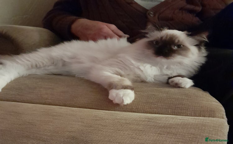 Ragdoll cats - Advert 1