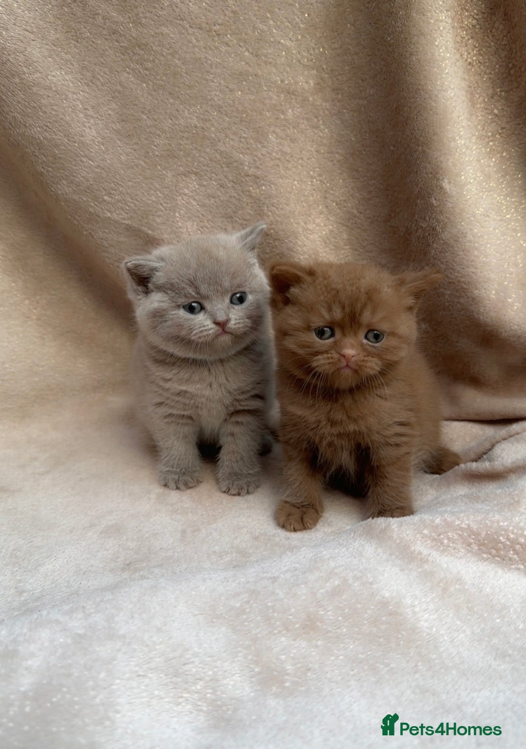 British Shorthair cats for sale: British Shorthair Kittens - Brown, lilac, silver in Birmingham - Image 1