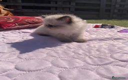 Persian cats for sale: Himalayan Persian kittens - Image 3