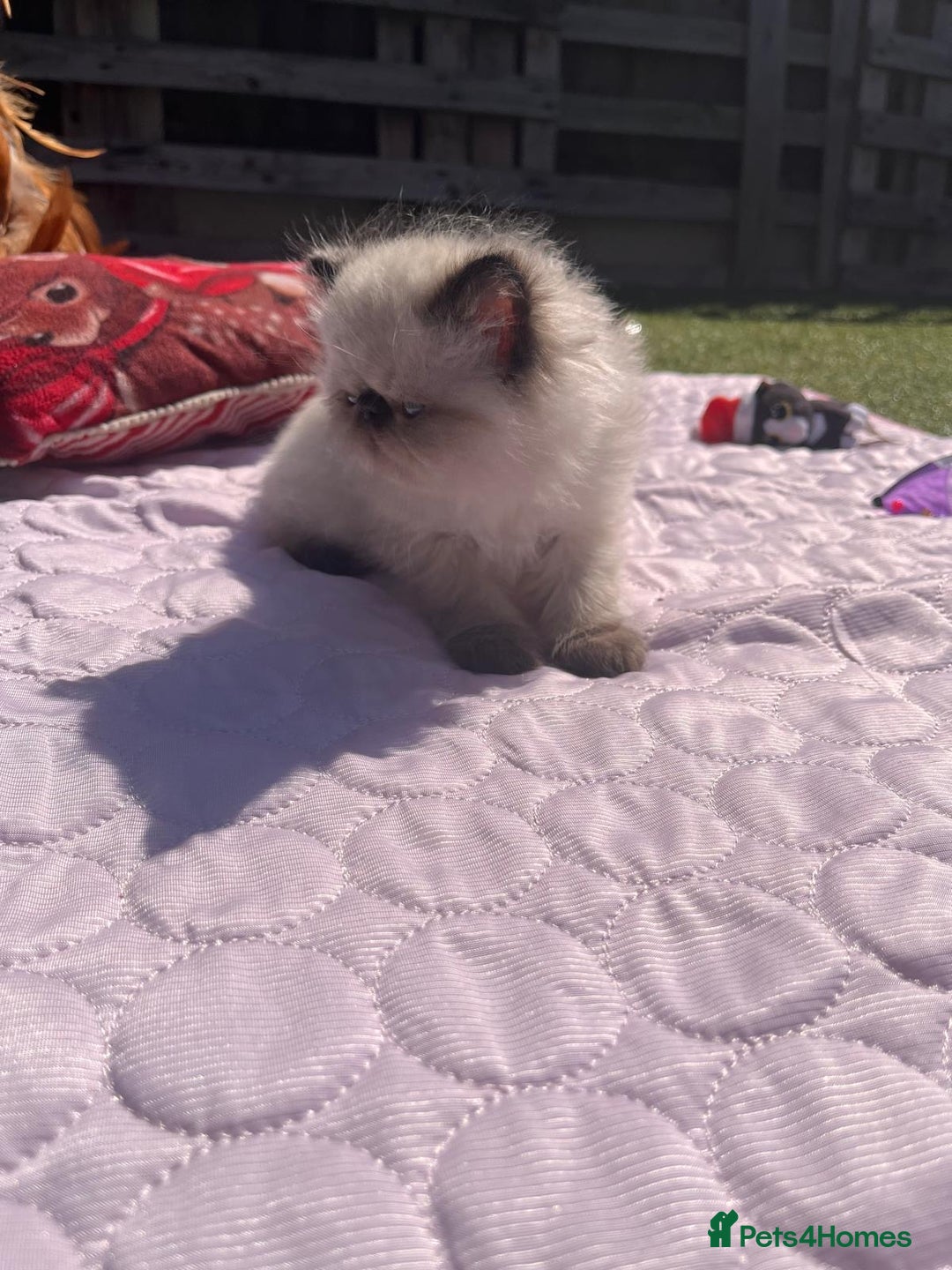 Persian cats for sale: Himalayan Persian kittens - Image 3