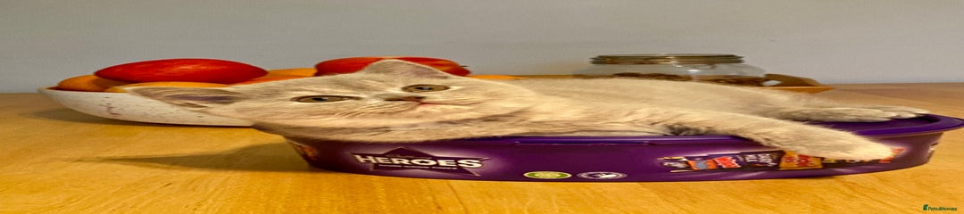 Lilac tortie girl Florence