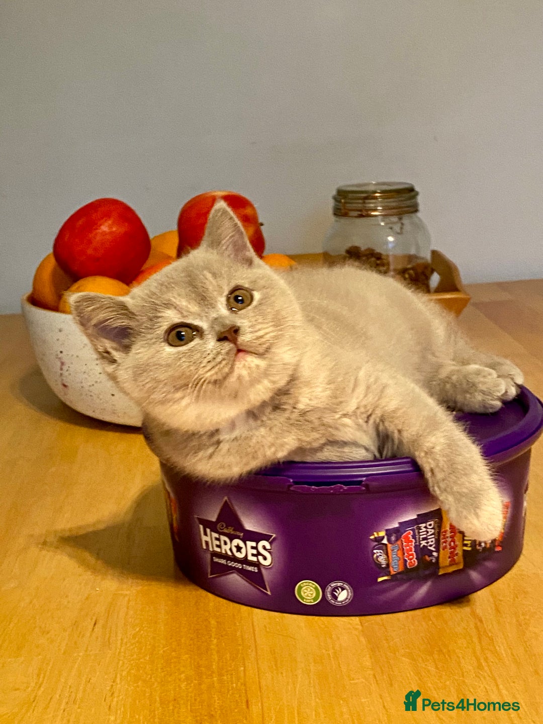 British Shorthair cats for sale: Champion line kittens  - Advert 20