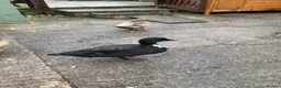 Ducks poultry for sale: Call ducklings x 3 . 7 weeks old .  - Advert 4
