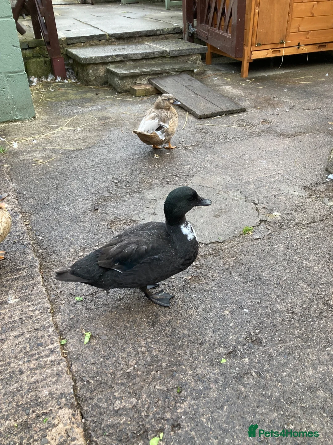 Ducks poultry for sale: Call ducklings x 3 . 7 weeks old .  - Advert 4