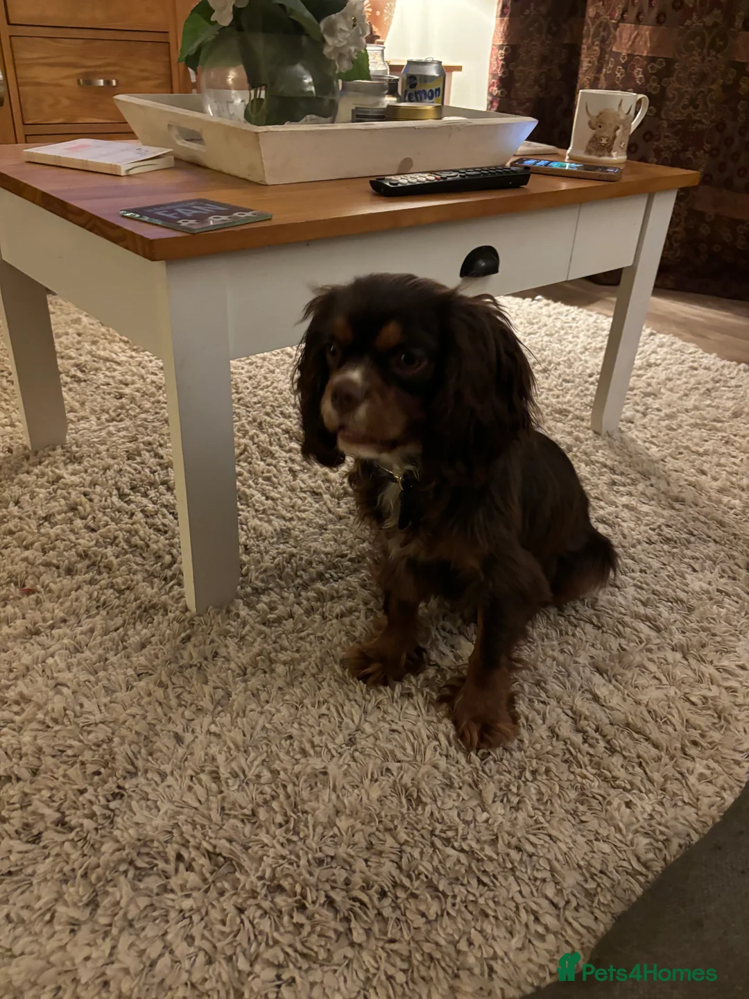 Cavalier King Charles Spaniel dogs for stud: THE BEST Looking CHOCOLATE🍫🐶 CAVALIER STUD - Advert 13