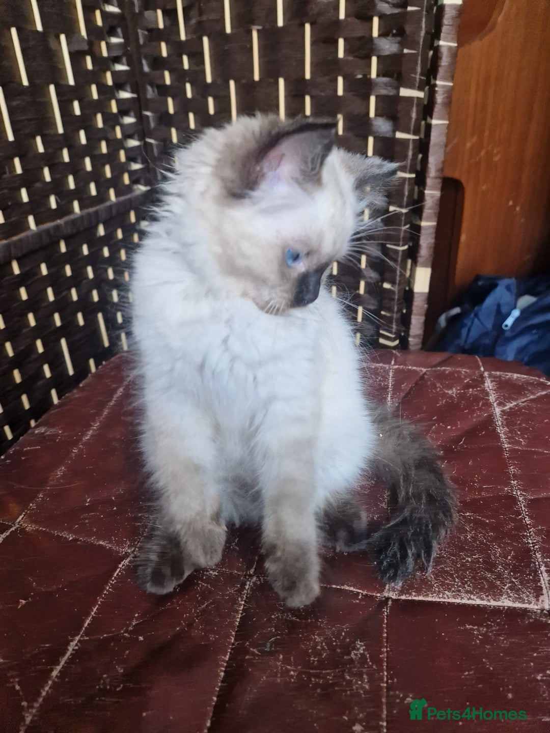 Ragdoll cats for sale: 1 Ragdoll girl left looking for a loving home  - Image 11