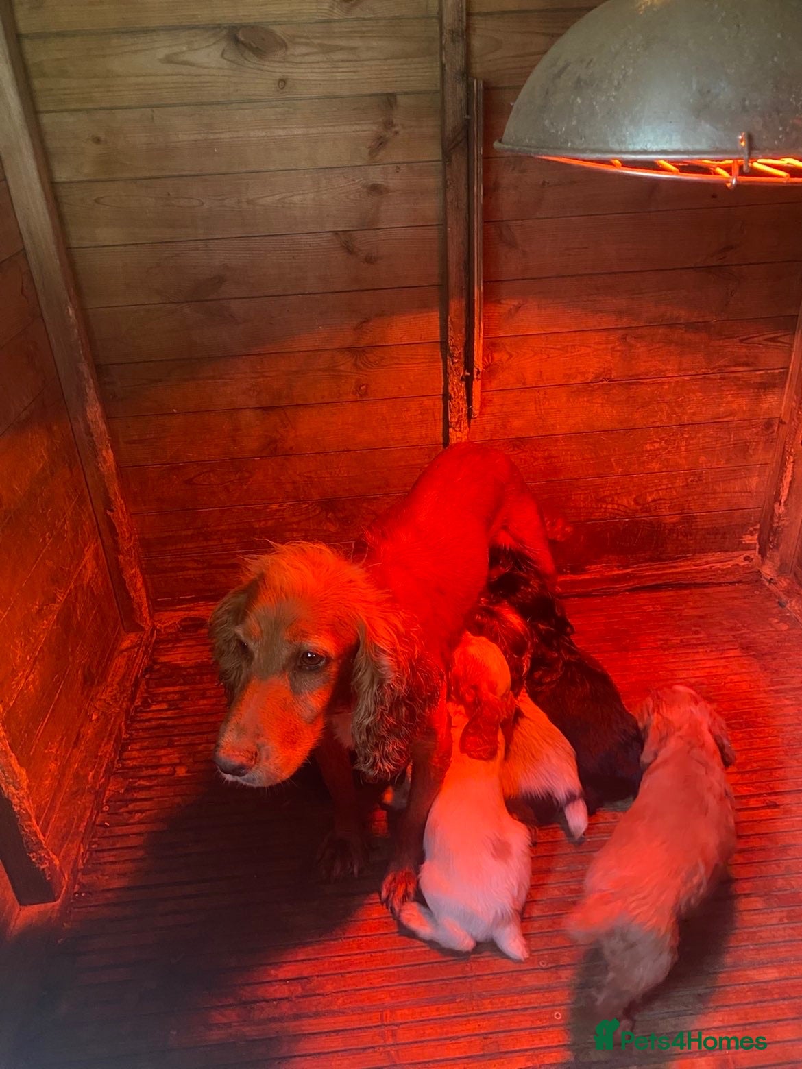 Cocker Spaniel dogs Working cocker spaniels  - Advert 1