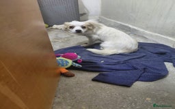 Mixed Breed dogs for adoption: Beautiful and Gentle NIVA - for a Loving Home - Image 6