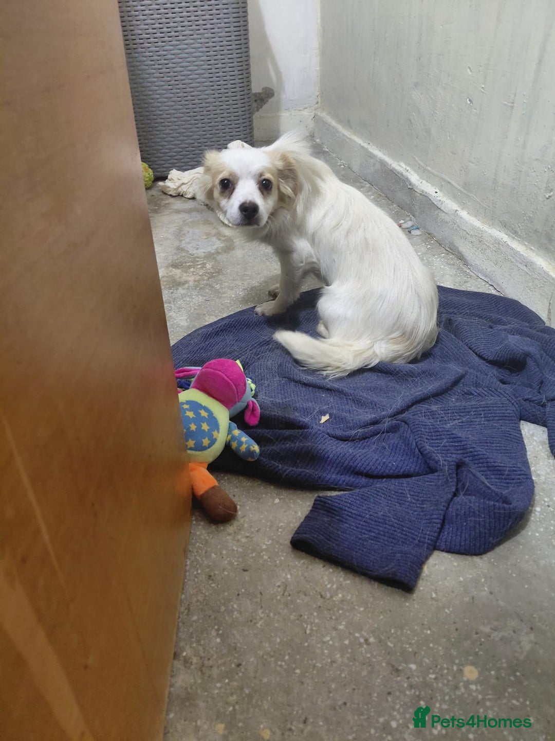 Mixed Breed dogs for adoption: Beautiful and Gentle NIVA - for a Loving Home - Image 6