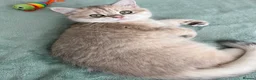 British Shorthair cats for sale: Gorgeous Blue Golden Boy - Advert 2