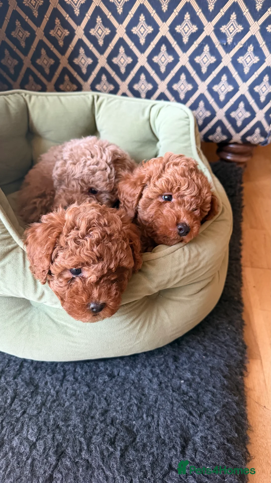 Maltipoo dogs for sale: Beautiful red multipoo for sale 2 boys 1 girl - Advert 8