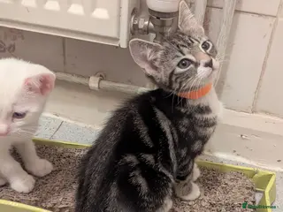 Mixed Breed cats 9wk old-inc Deflea & Deworm & microchip included x - Advert 2