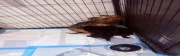Yorkiepoo dogs for sale: YorkiePoo Puppies, READY NOW - Advert 2