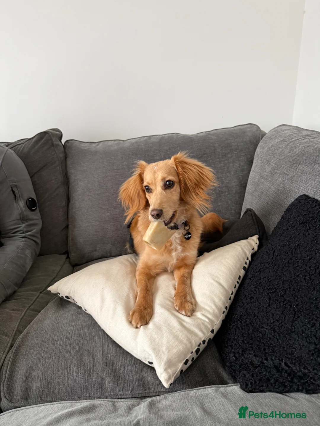 Mixed Breed dogs for sale: 8 month old cockapoo - Advert 1