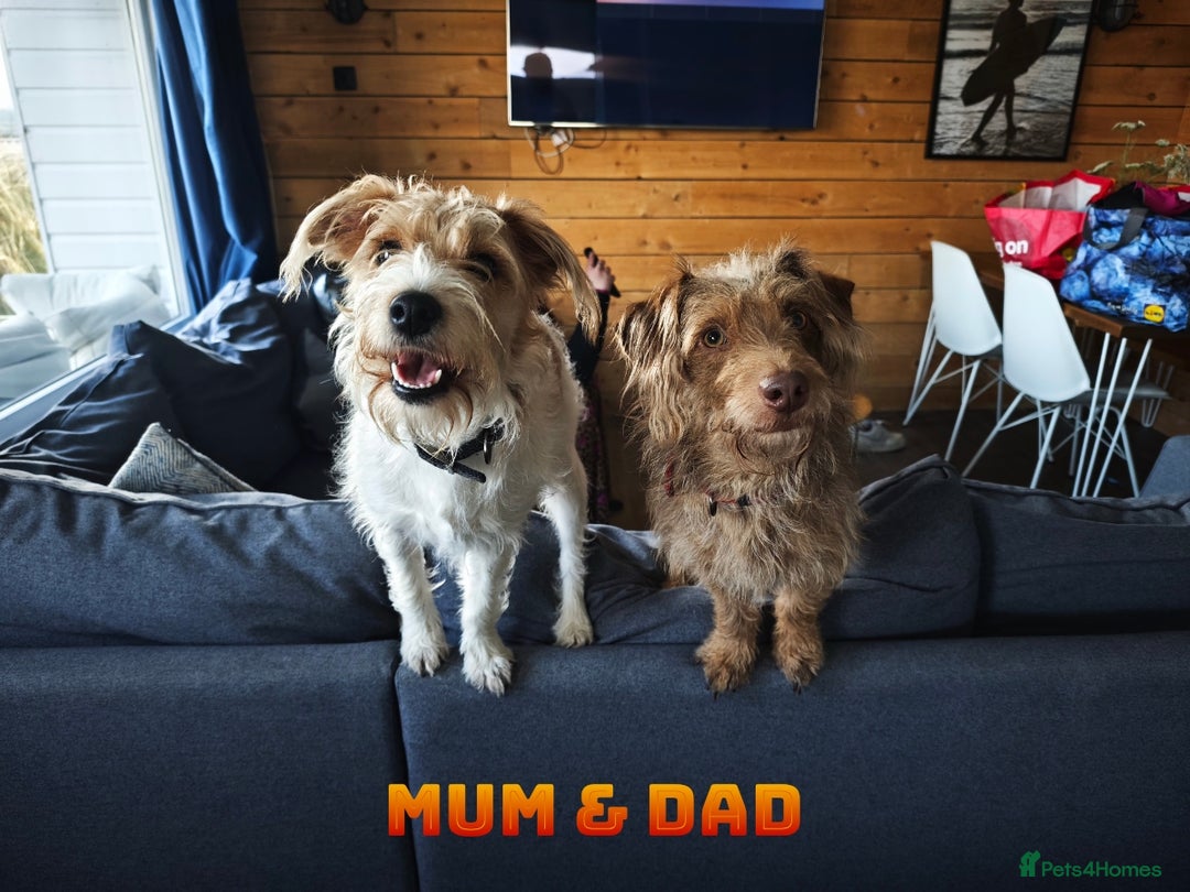 Mixed Breed dogs for sale: Parson Russell Cross Puppies  - Image 2