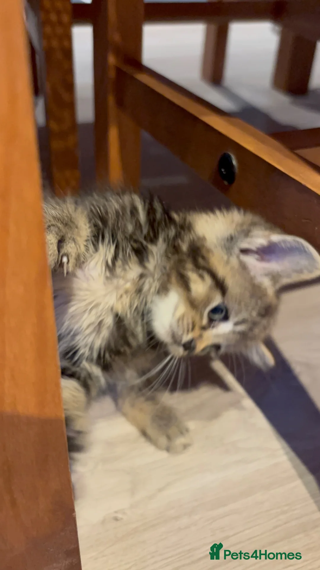 Mixed Breed cats for sale: 🐾 Beautiful 8-Week-old kitten in London - Advert 2