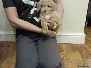 Cockapoo dogs F1b cockapoo puppies - Advert 1