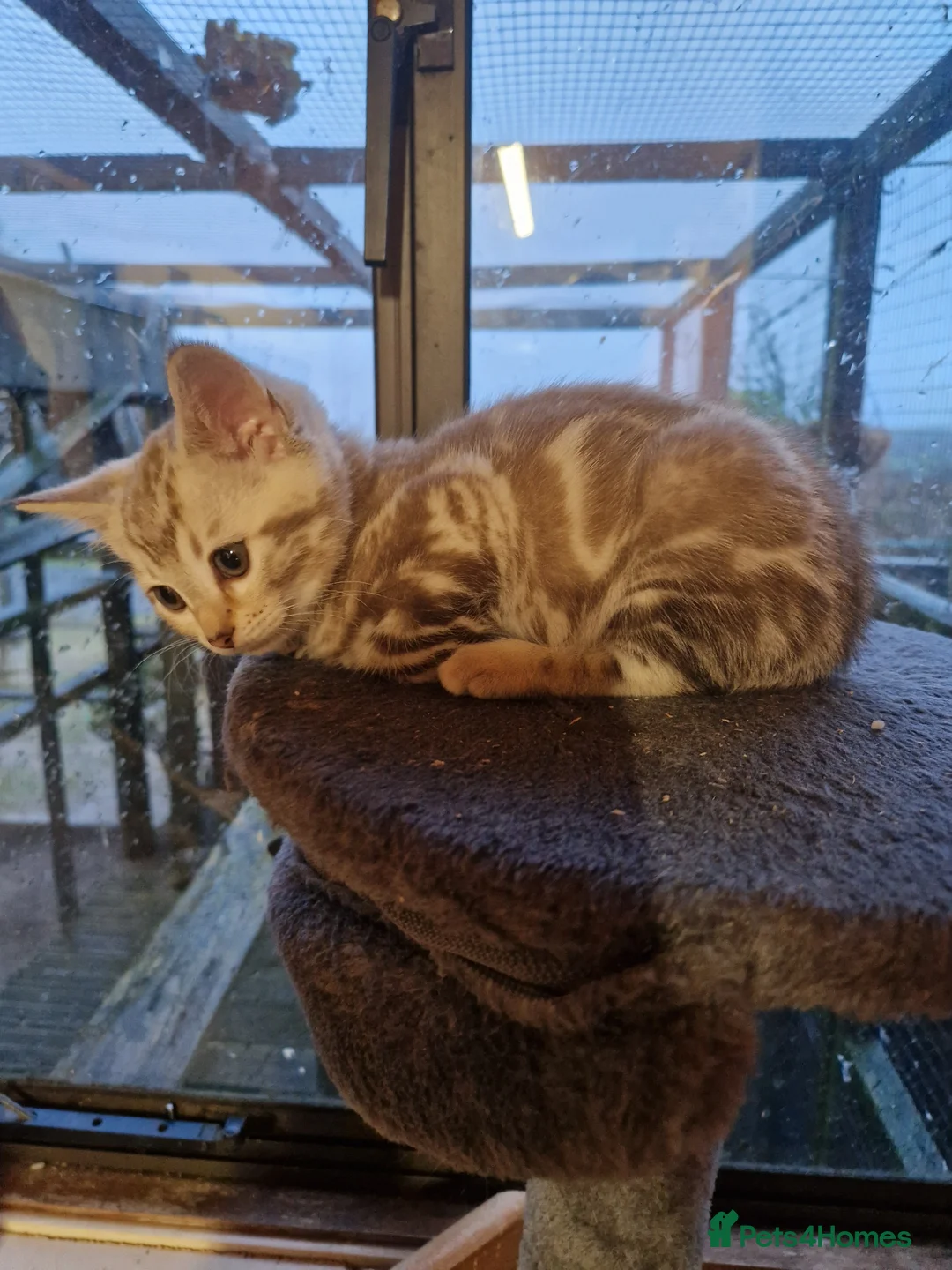 Bengal cats for sale: 3 quarter bengal babies  - Advert 2