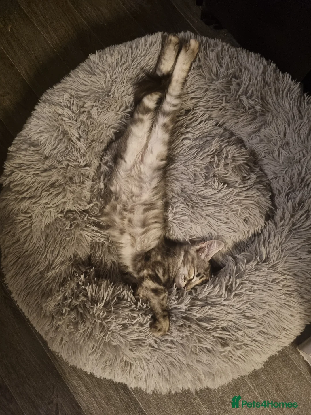 Maine Coon cats for sale: Exceptional GCCF maine coons - Advert 6