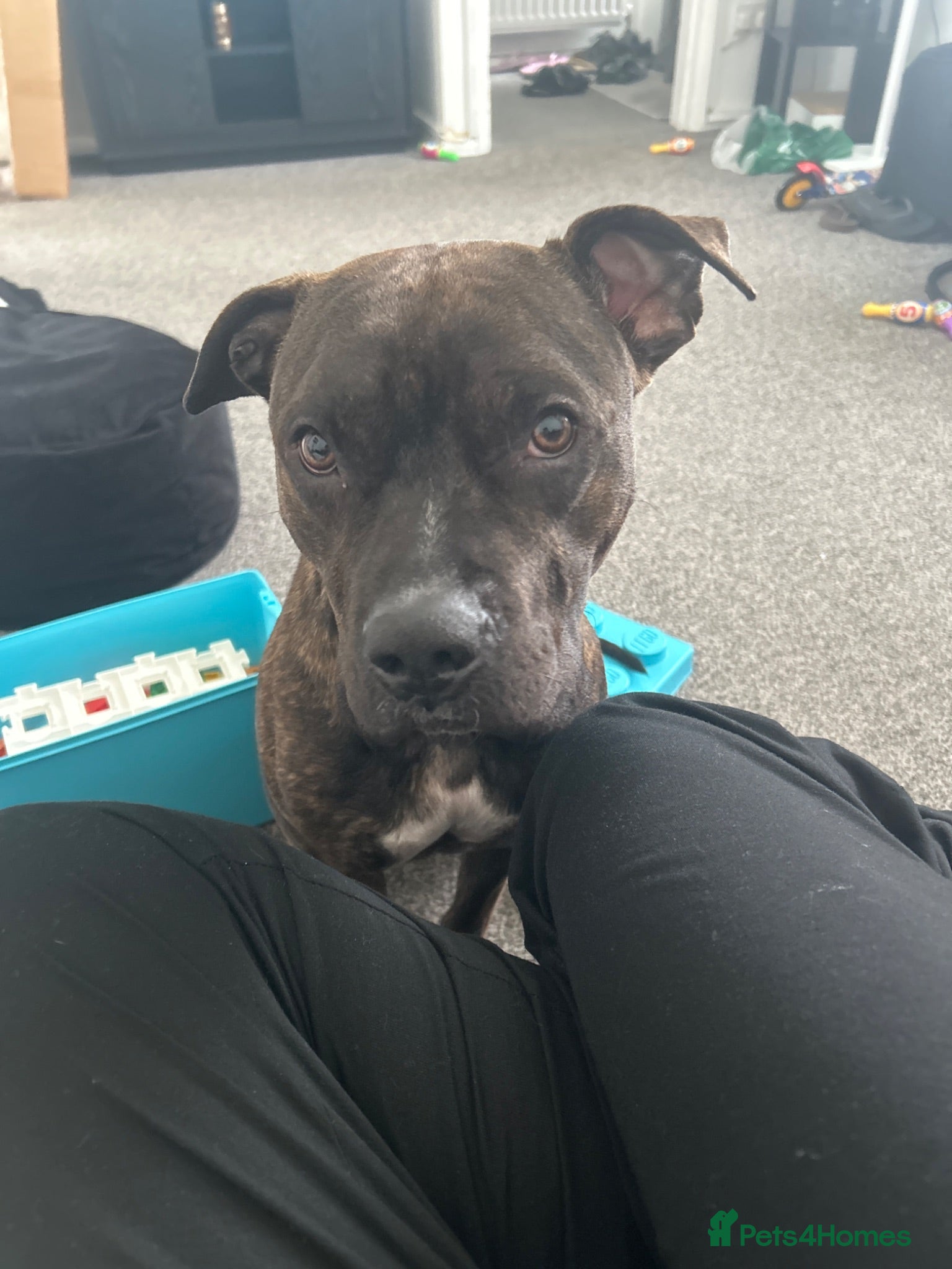 Mixed Breed dogs Loving home needed - please read full description  - Advert 3