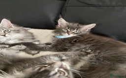 Maine Coon cats for sale: Maine Coon Kittens Ready for Their Forever Homes - Image 4