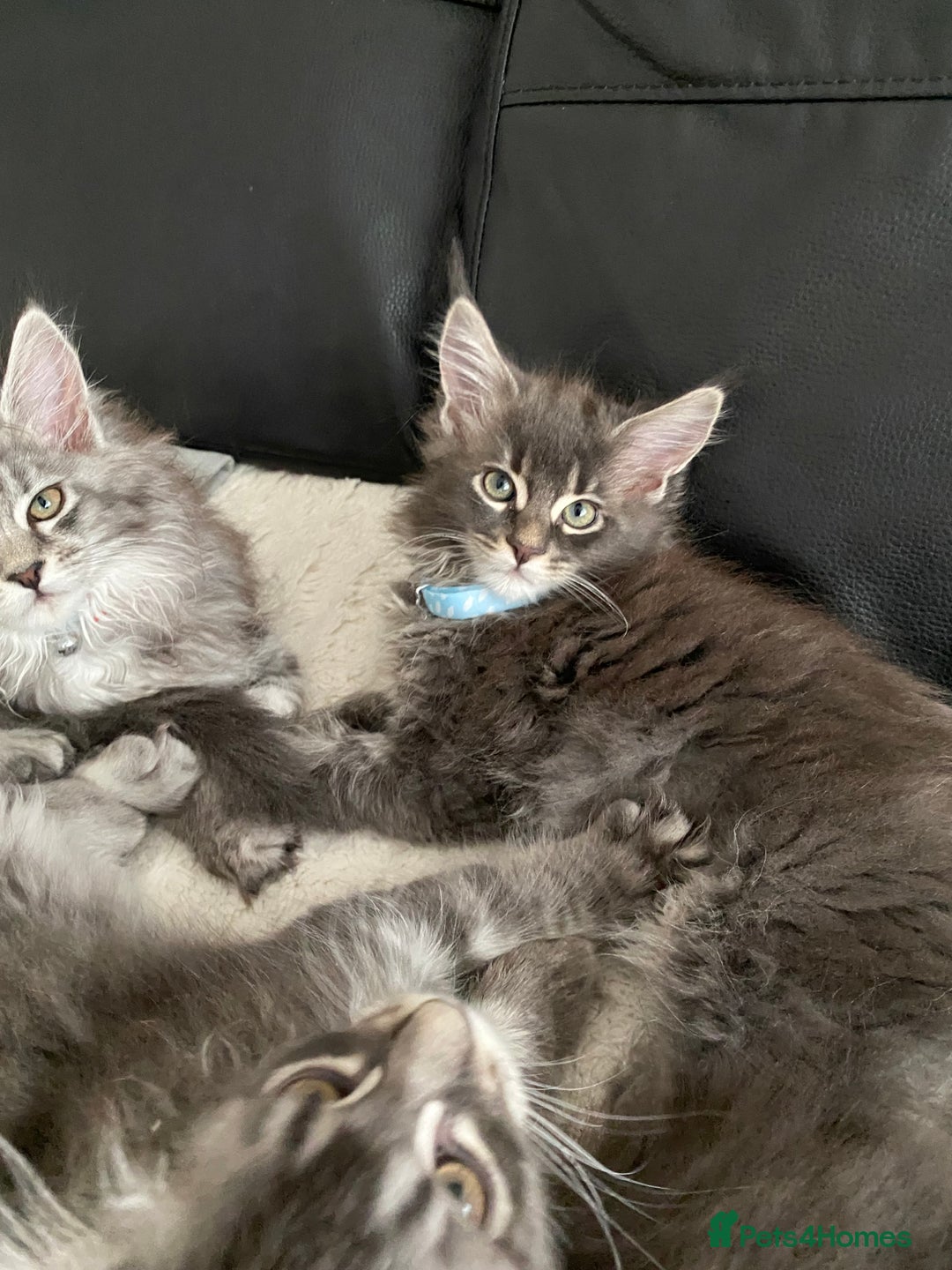 Maine Coon cats for sale: Maine Coon Kittens Ready for Their Forever Homes - Image 4