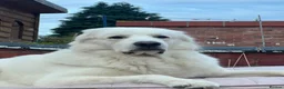 Pyrenean Mountain Dog dogs for stud: Come and have a look at this beast with high IQ in Southampton - Advert 1