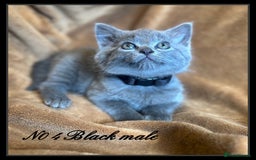 Mixed Breed cats for sale: Grey &Black mixed breed kittens  - Image 4