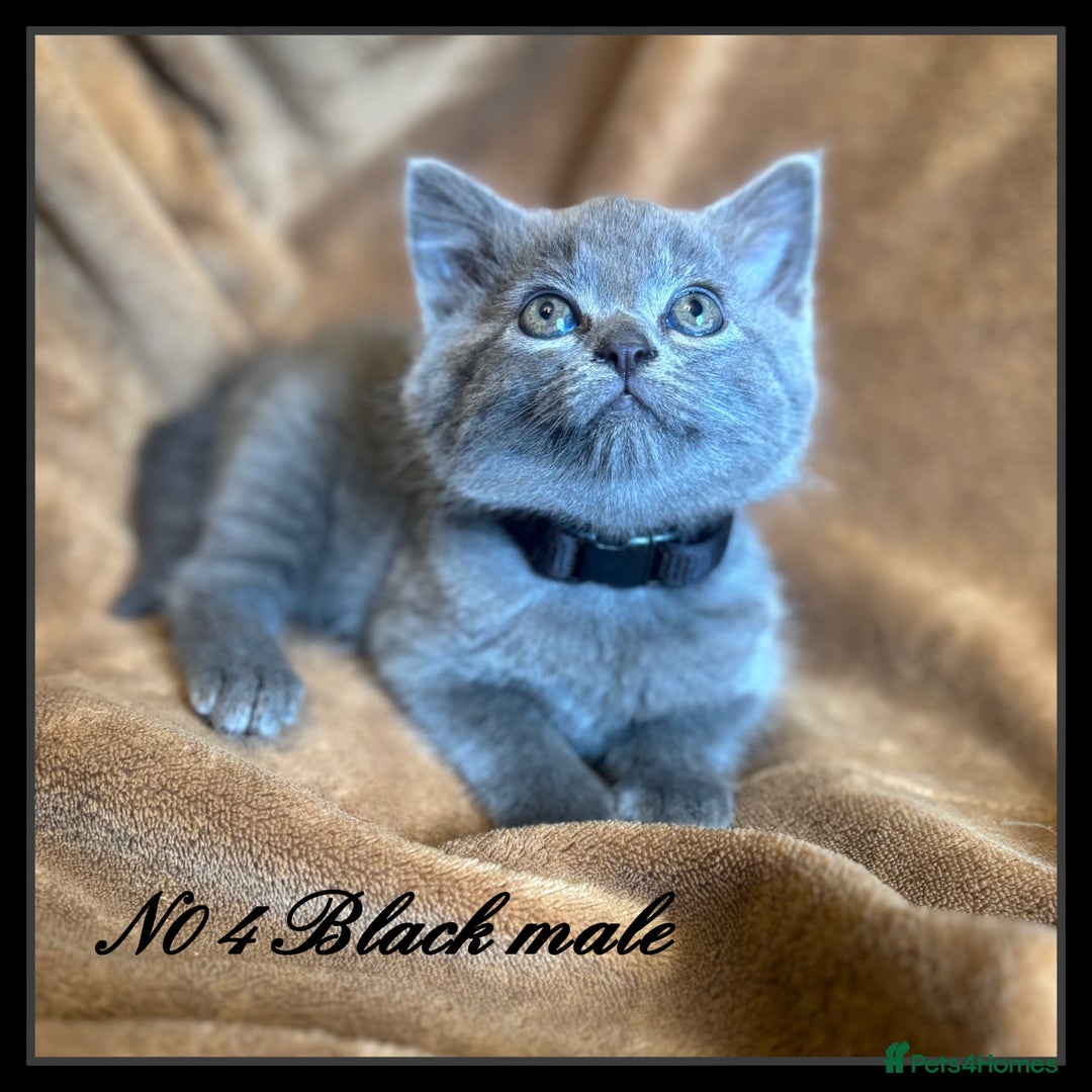 Mixed Breed cats for sale: Grey &Black mixed breed kittens  - Image 4