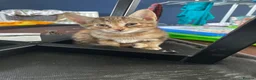 Mixed Breed cats for sale: Oriental x f5 savanna  - Advert 4