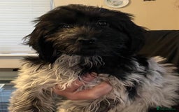 Cockapoo dogs for sale: F1b beautiful girl  - Image 13