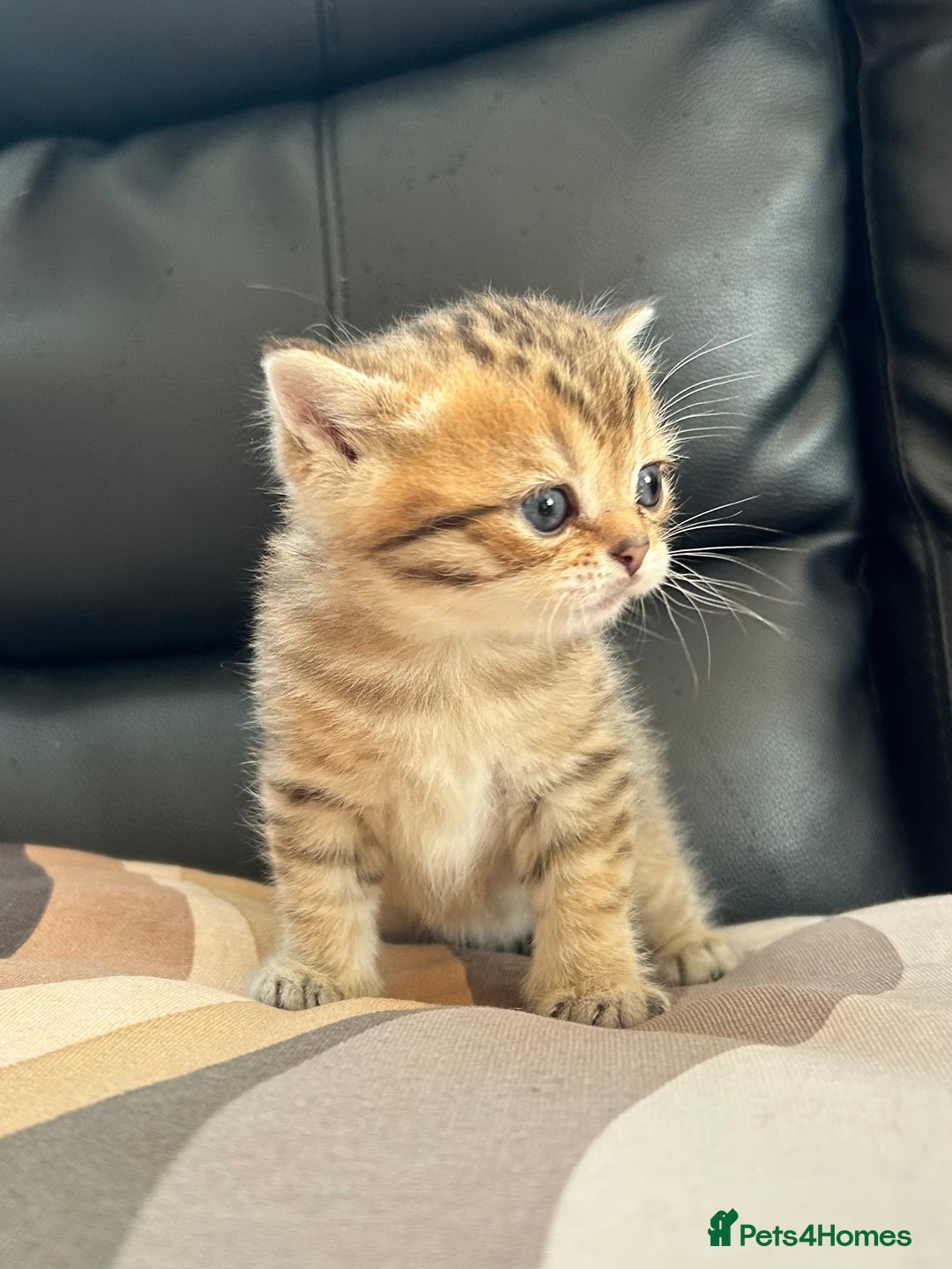 British Shorthair cats for sale: British shorthair chocolate and silver pointed  - Advert 9