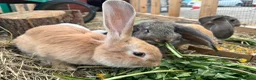 Continental Giant rabbits for sale: Giant conti with giant french lop - Advert 4