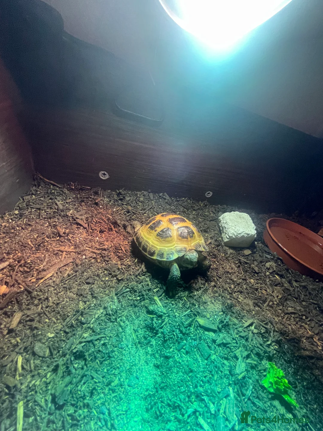 Tortoise reptiles for sale: Horsefield Tortoise - Advert 2