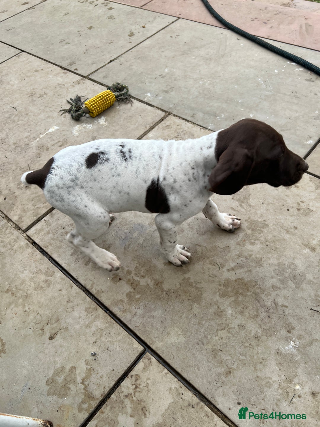 German Shorthaired Pointer dogs for sale: German shorthaired pointer - Image 3