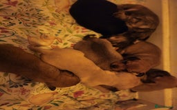 Mixed Breed dogs for sale: Beautiful jackchi puppies  - Image 19