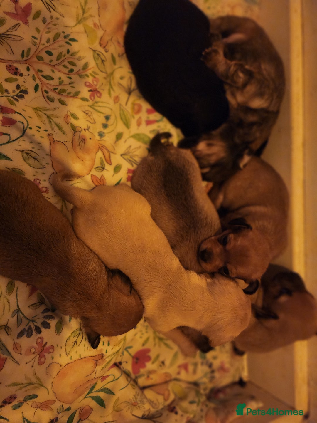 Mixed Breed dogs for sale: Beautiful jackchi puppies  - Image 19