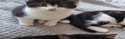 Mixed Breed cats for sale: 9 week old mixed breed tuxedo kitten in Nottingham - Advert 1
