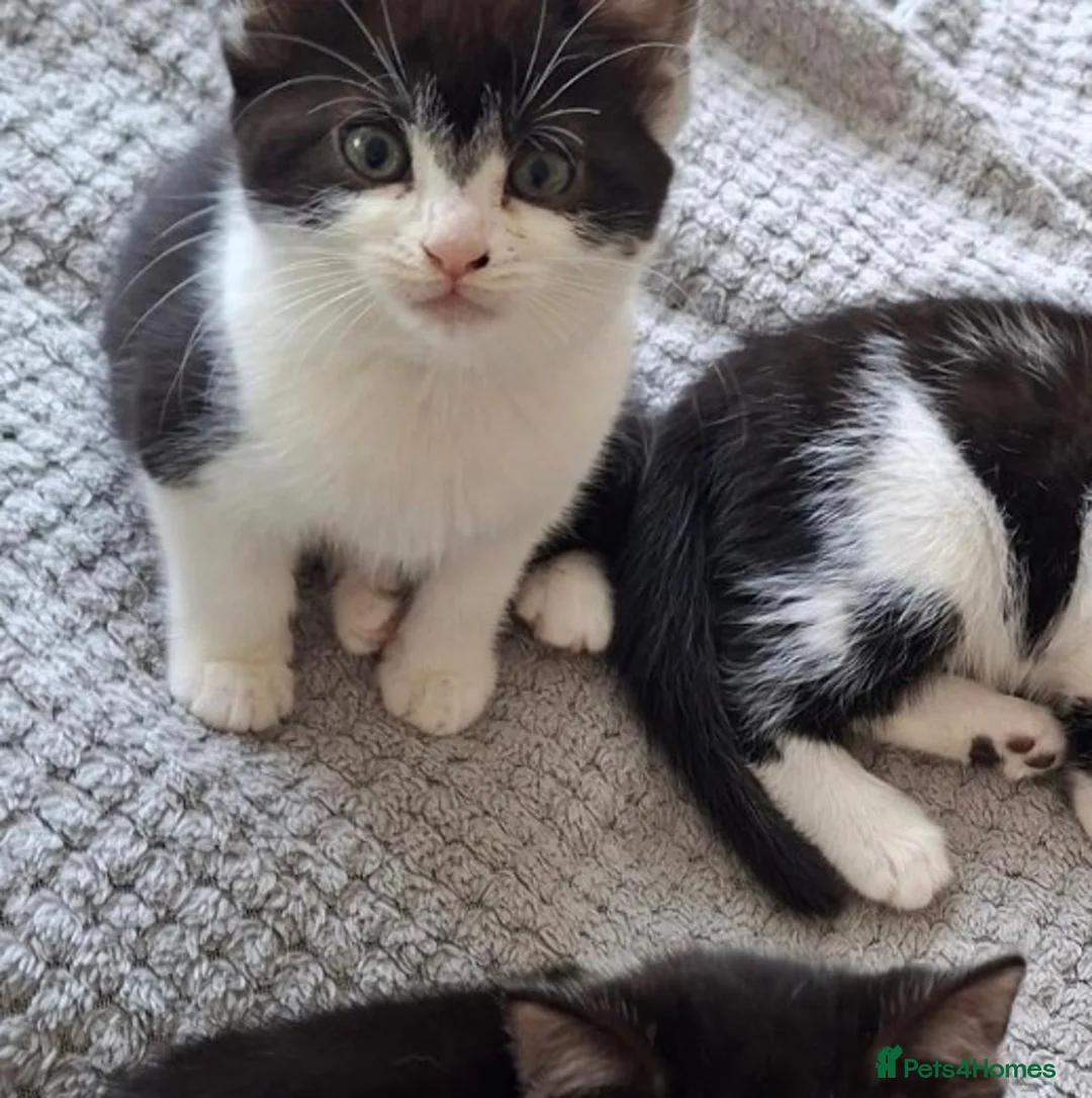 Mixed Breed cats for sale: 9 week old mixed breed tuxedo kitten in Nottingham - Advert 1