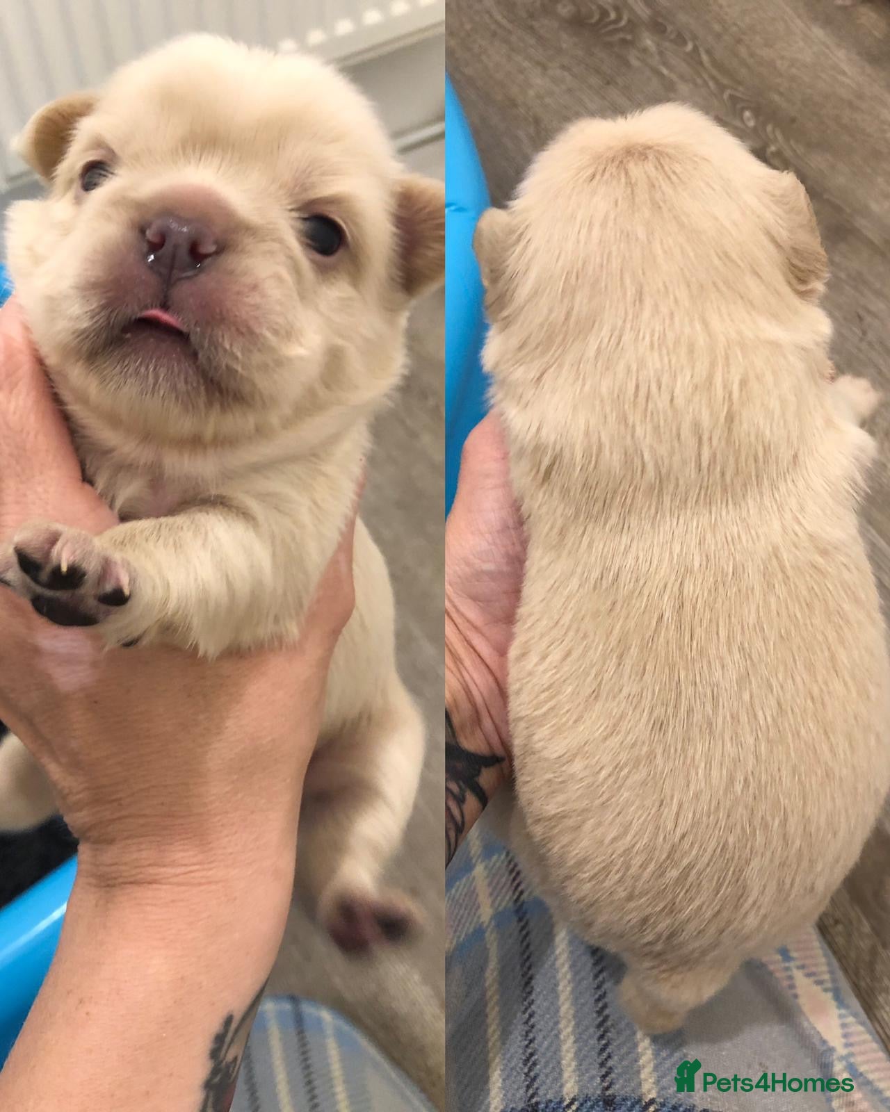 Visual Fluffy Boy 