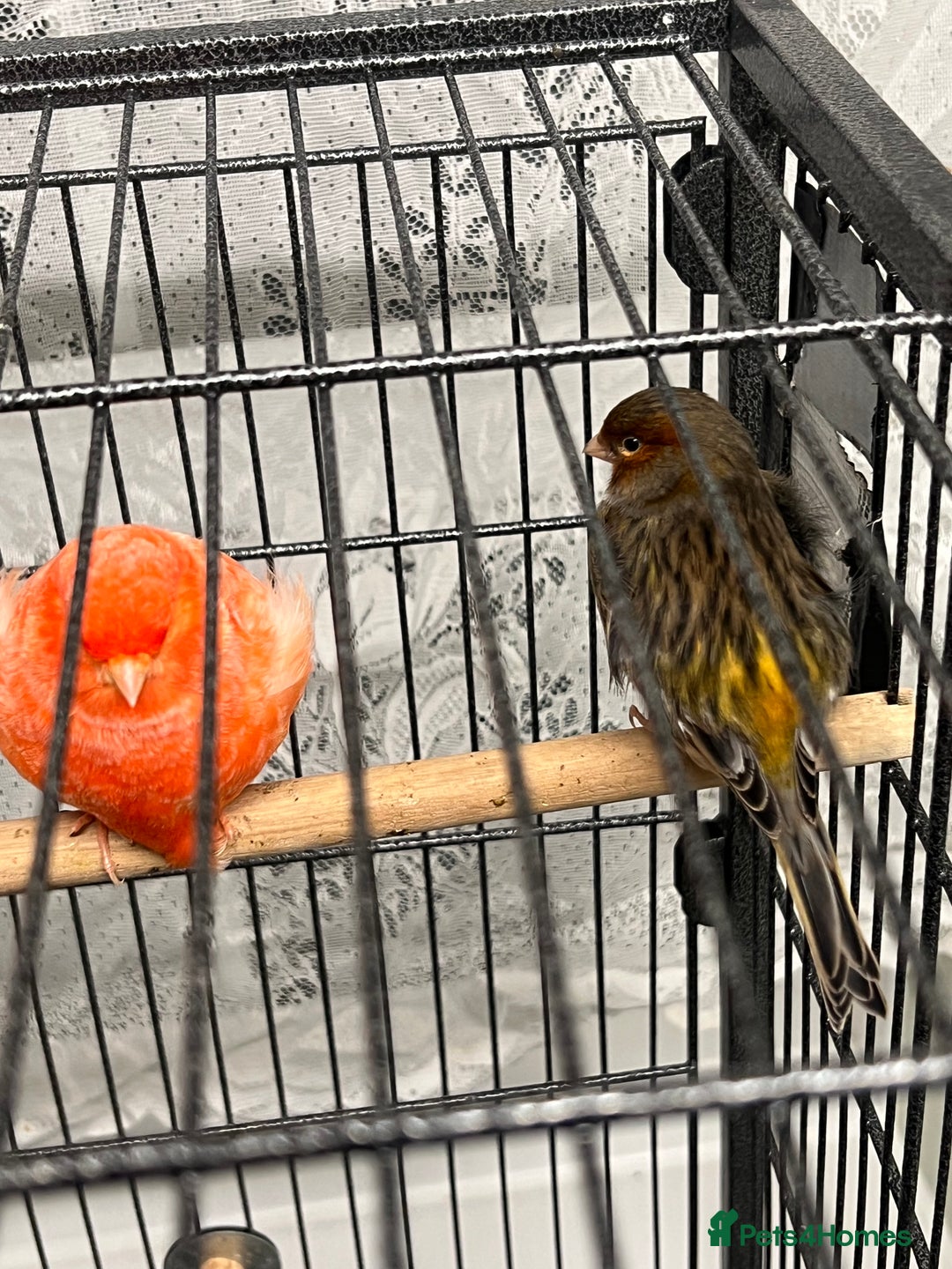 Canaries birds for sale: Varied Canaries for sale (Mostly Red Factors) - Advert 8