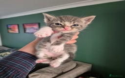 Ragdoll cats for sale: Ragdoll Kittens Gateshead - Image 9