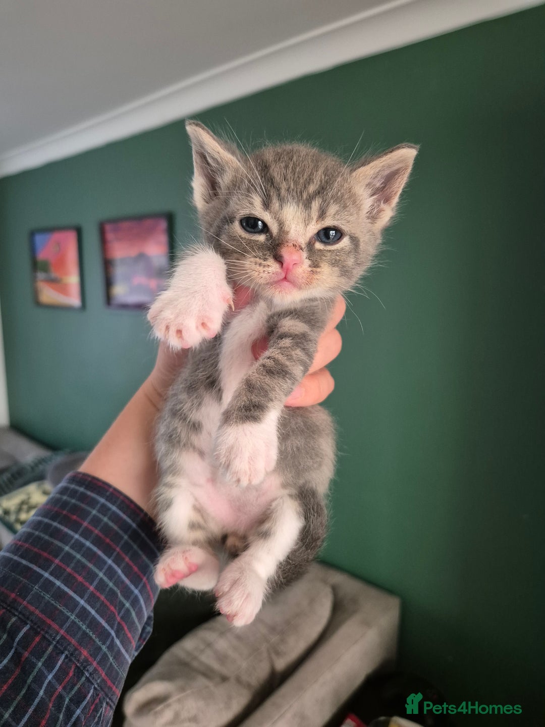 Ragdoll cats for sale: Ragdoll Kittens Gateshead - Image 9