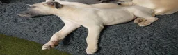 Whippet dogs for sale: High Quality Whippet pups Crufts - Advert 12
